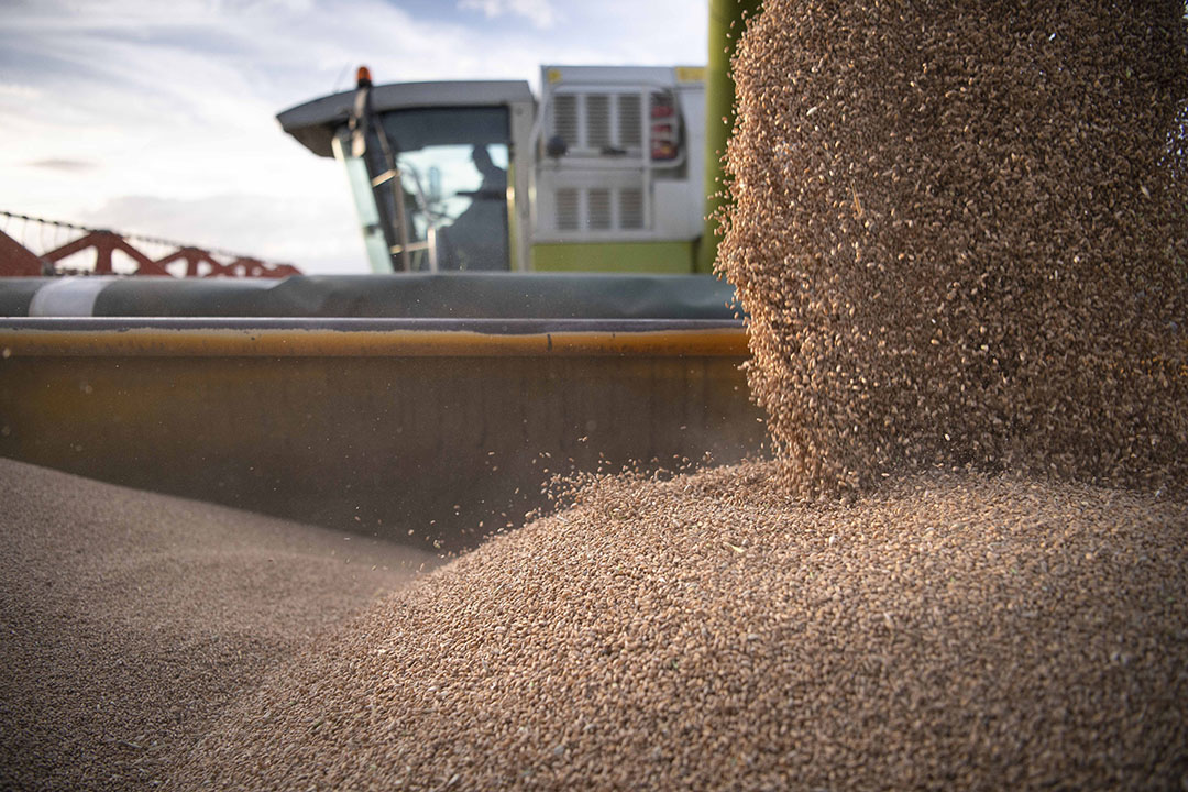 The use of resistant maize cultivars was one of the measures assessed. Photo: Shutterstock