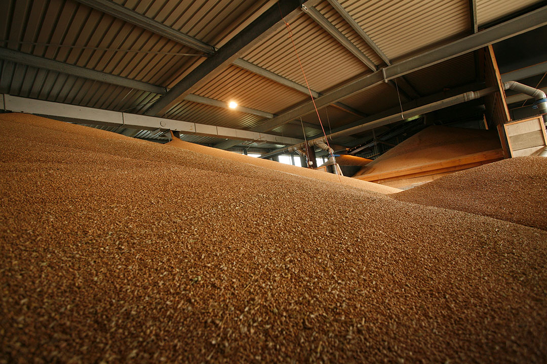 Grain should be in the proper condition when entering storage. Photo: Joris Telders