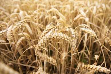 Mycotoxins that are found in wheat are mainly Fusarium toxins such as nivalenol (NIV) and fumonisins (FUM). Photo: Agrifirm
