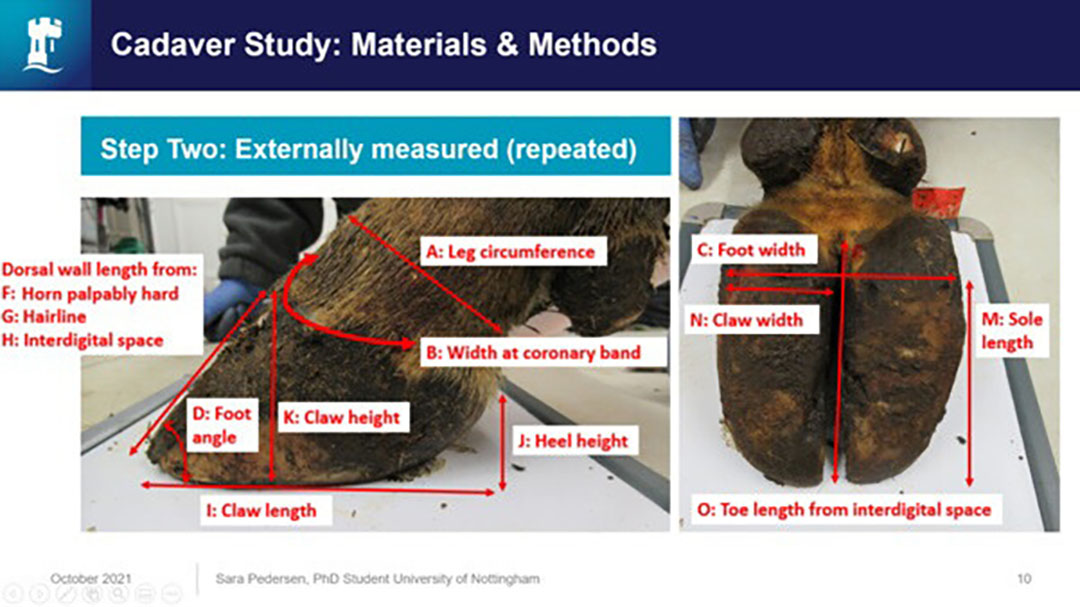 Work as part of a University of Nottingham study sought to identify which external measurement(s) were most appropriate when trimming to estimate sole thickness in the toe region of the claw. Photo: Sara Pedersen