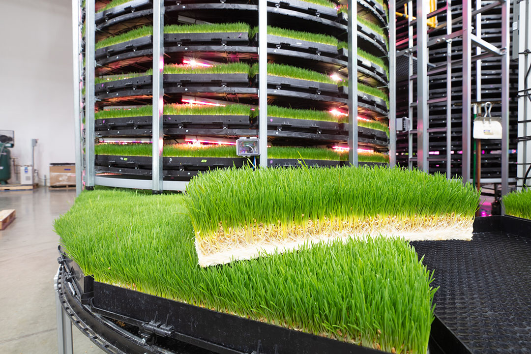 The feed will be produced indoors in ‘towers’ (the Grōv Tower Farm technology) that use machine learning growing protocols to consistently produce sprouted wheatgrass, a high-density nutrient feed.