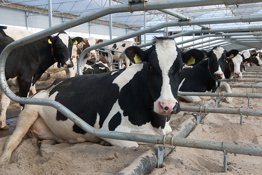 The amount of time a cows lay down is not a reliable indicator of lameness, as lying time is influenced by many factors other than lameness. Photo: Ronald Hissink
