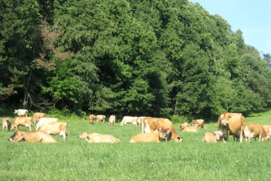 There is evidence that Jersey cows can eat higher amounts of forage without a reduction in milk production. Photo: US Jersey Cattle Association