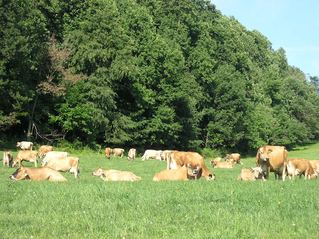 grond Buitenland Terzijde Why the rise of Jersey cows in North America? - Dairy Global