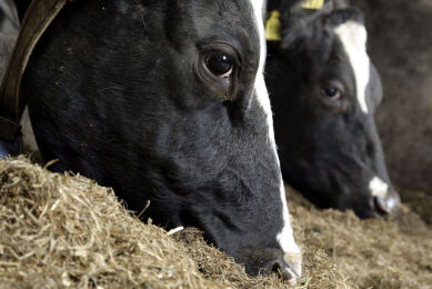 "By reducing the lag time to digestion, we are boosting the rumen’s natural ability to digest forage," explains Kayley Barnes, AB Vista’s ruminant technical manager. Photo: Hans Prinsen