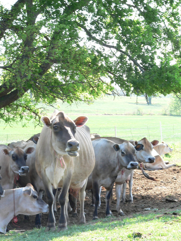 'There seems to be an old-fashioned connotation to the breed that resonates with today’s consumers, in addition to admiration for the Jersey’s pretty appearance'. Photo: US Jersey Cattle Association