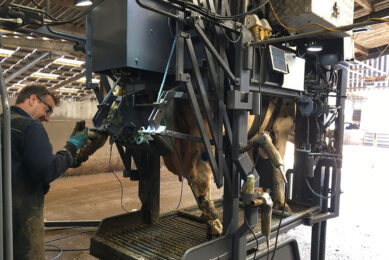 Teamwork is vital to help reduce lameness on a farm, and this includes the trimmer. Photo: Sara Pedersen