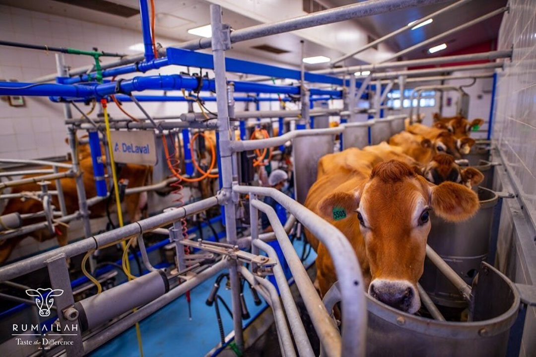 Jersey cows are highly productive and can give over 10 times their own weight in milk per lactation, which is high in butterfat. Photo: Rumailah Farm