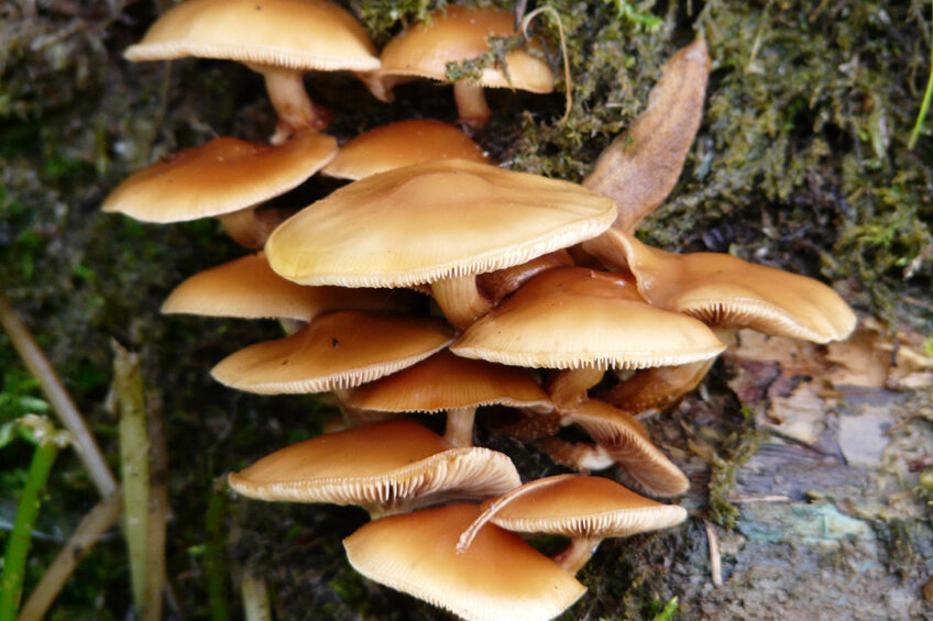 The primary DON toxigenic fungi are Fusarium culmorum and Fusarium graminearum. Both fungi affect wheat, barley, oats and corn. Photo: MaxPixel's contributors