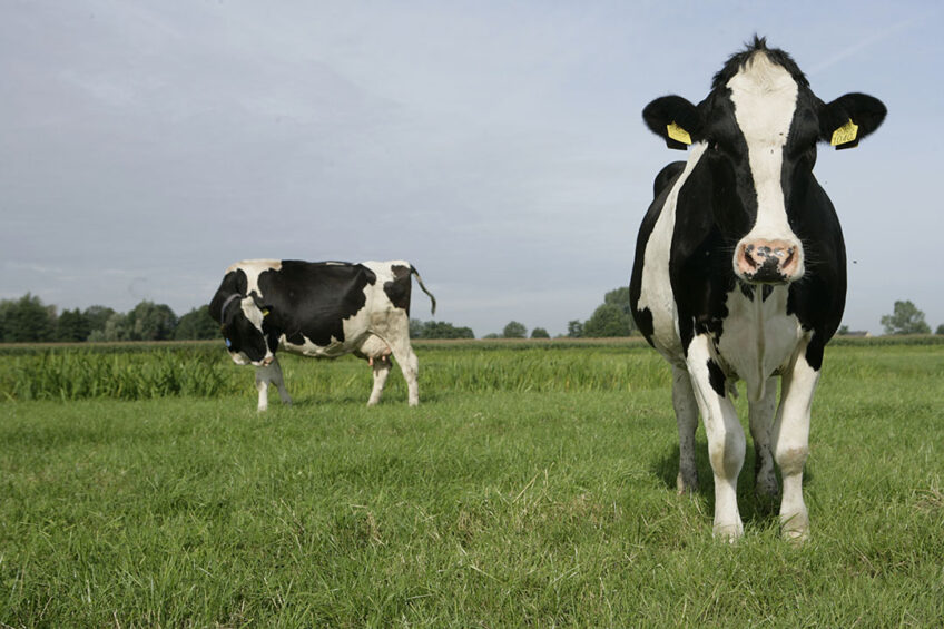 Sustainable pathways to animal protein production are needed to prevent harmful and potentially irreversible damage to our planet. Photo: Michel Zoeter