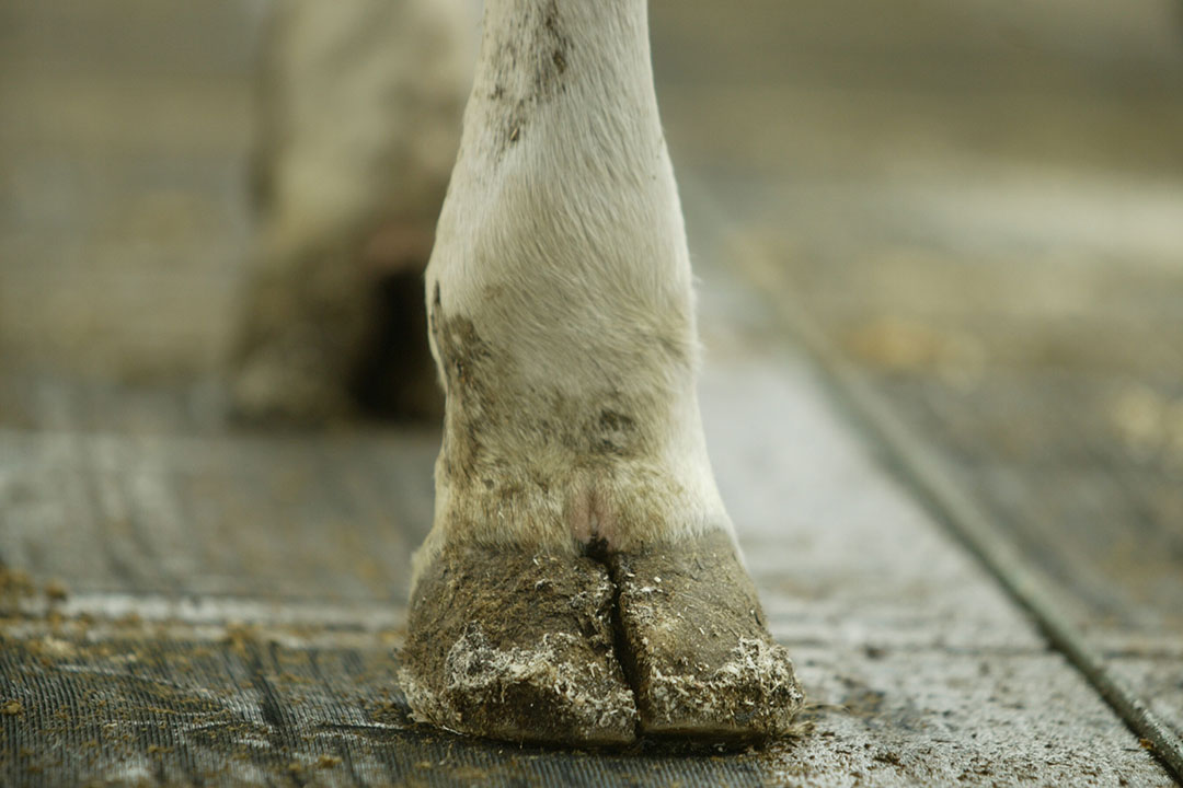 Not all farms are the same. This aspect should not be overlooked by trimmers. Photo: Mark Pasveer