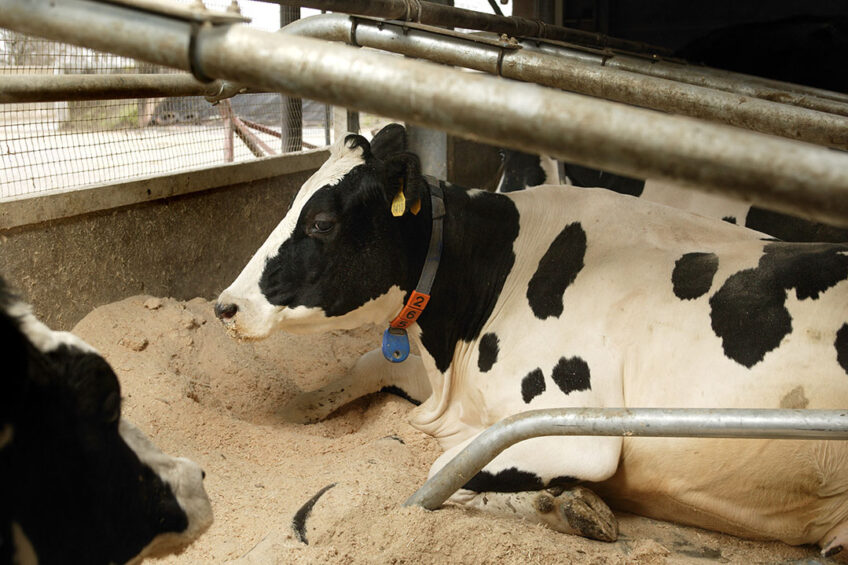 Dairy cows that are restricted from lying down have a reduced ability to sleep, causing negative welfare implications. Photo: Hans Prinsen