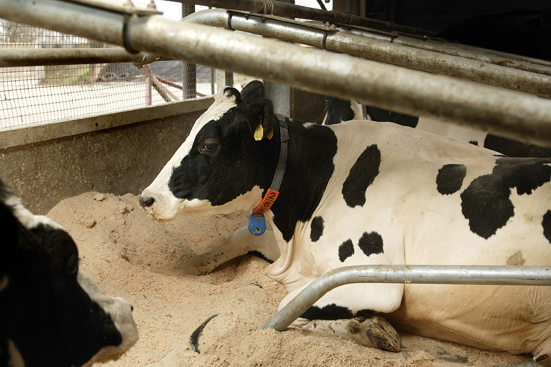 Impact of lying and sleep deprivation on dairy cows - Dairy Global
