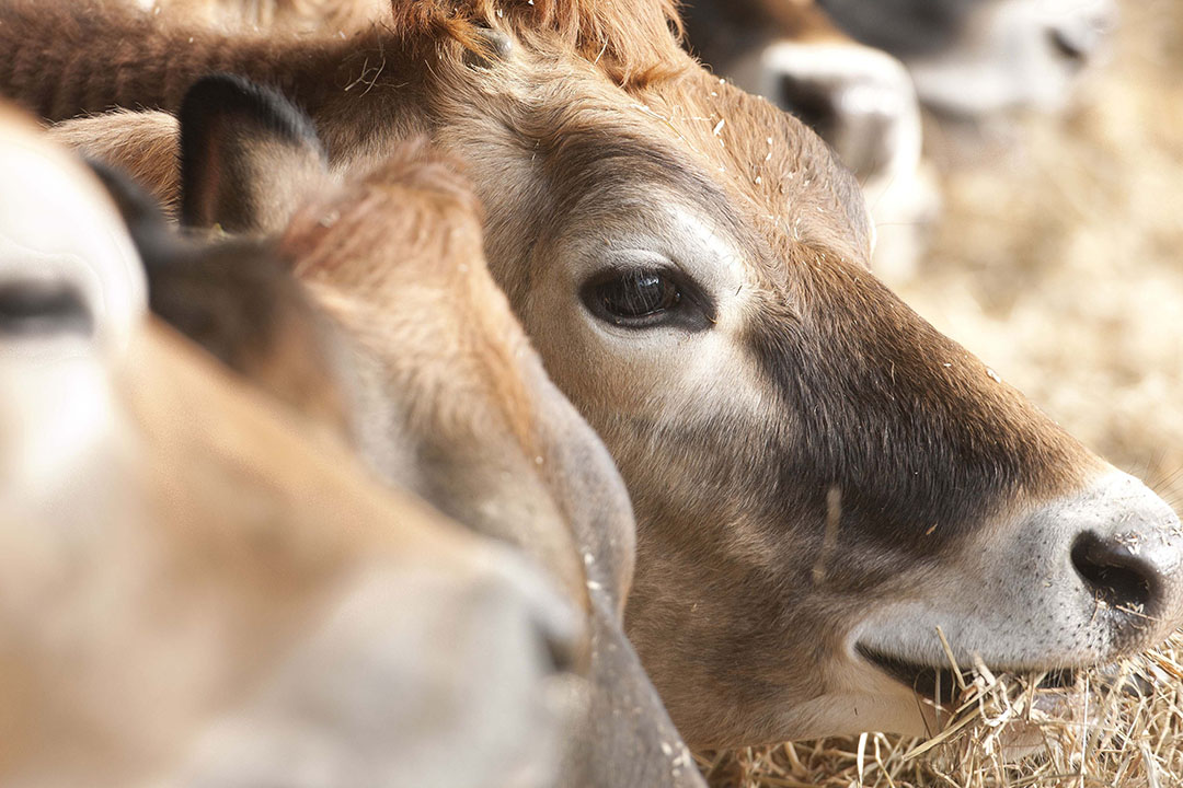 VistaPre-T can help to increase the energy content of the ration. Photo: Mark Pasveer