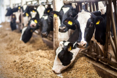 Digital applications can help dairy producers assess the risk of acidosis to prevent loss of productivity and economic performance of their herd. Photo: ADM