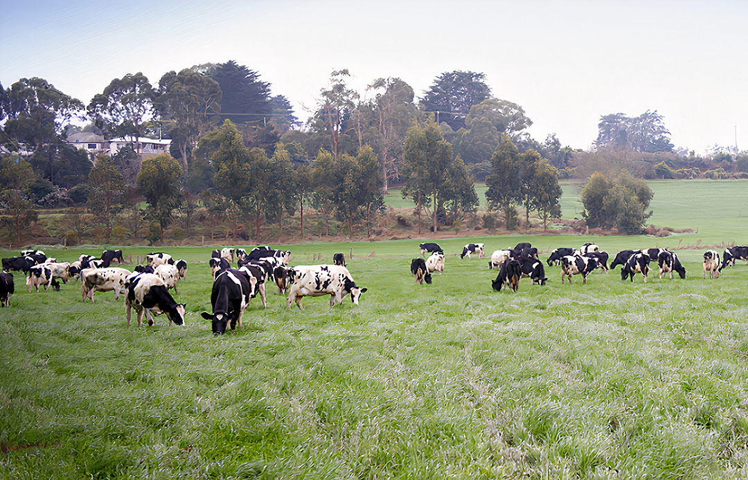 All dairy breeds in Australia can eventually be tested with the new chip. Photo: Gardiner Foundation