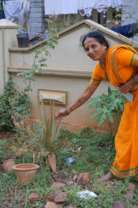Growing an aloe vera plant for herbal mastitis treatment in the household garden is now commonplace amongst smallholder dairy producers in India. Photo: Katrien Van’t Hooft