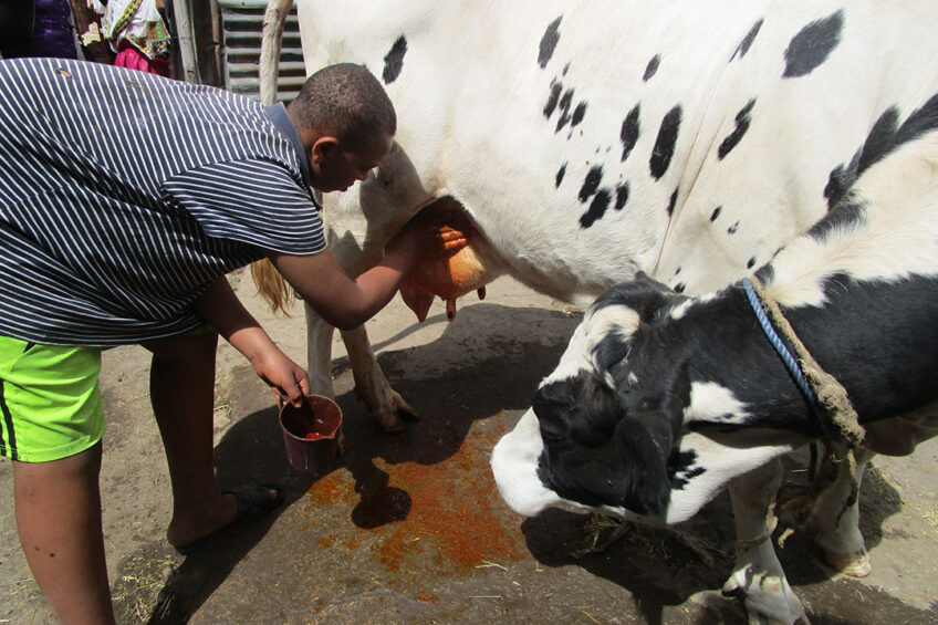 Application of herbal mastitis treatment by a smallholder farmer in Ethiopia. Photo: Katrien Van’t Hooft