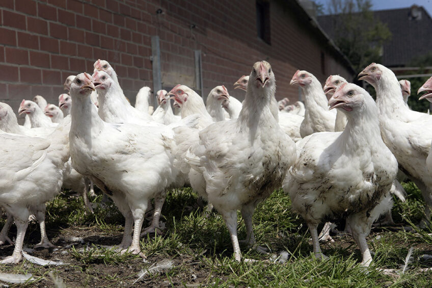 Compared to conventional production the removal of AGPs has increased mortality in NAE broiler production by 25 to 50% (NAE mortality 4.2%, conventional broiler production 2.9%). Photo: Henk Riswick