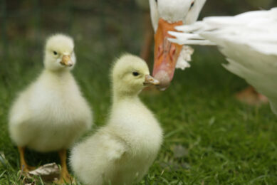Meat of ducks, geese and game birds represent around the 7% of total poultry meat production. Photo: Mark Pasveer