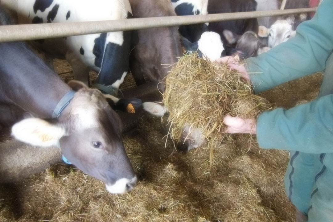 Cows are fed twice a day with a mixture composed mainly of grass silage. Photo: Philippe Caldier