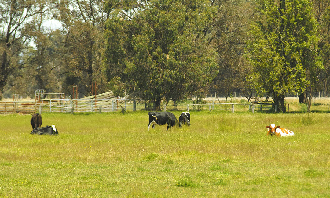 Improving pasture quality has a direct relationship with increasing milk production. Photo: René Groeneveld