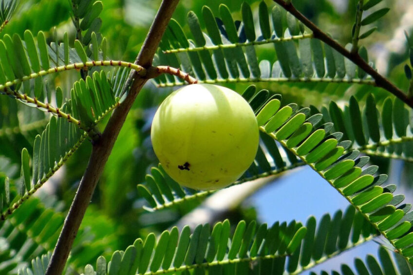 Researchers set out to determine if the amla fruit, or Indian gooseberries, can be used as an alternative natural feed source in lactating dairy cows. Photo: sarangib