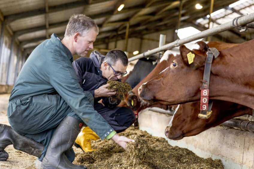 Mycotoxin mitigation strategies in dairy cows demonstrate the importance of an integrated approach. Photo: Anny van der Meer
