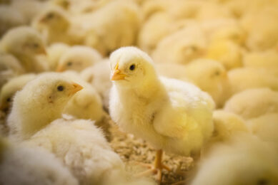 A well-developed gut and optimal microbiome help support poultry performance and enable birds to deal with challenges better. Photo: Shutterstock