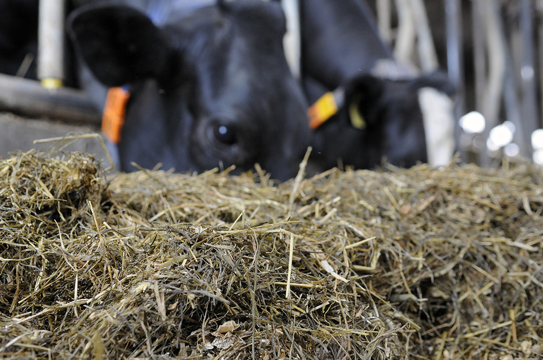 Experts can measure the total gas produced by a complete ration and, within this total gas produced, the proportion of methane (CH4). Photo: Marten Sandburg