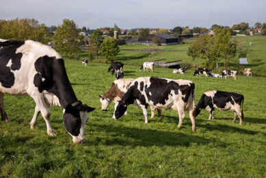 In pasture plants, several plant constituents may either increase or decrease the incidence of bloat. Photo: Herbert Wiggerman