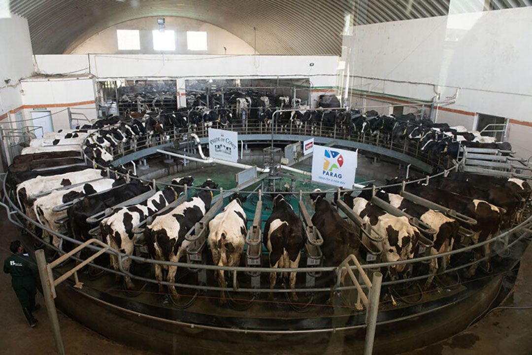 A 50-point GEA rotary parlour is in operation where 50 cows can be milked within 7 minutes. Photo: Parag Milk Foods Ltd