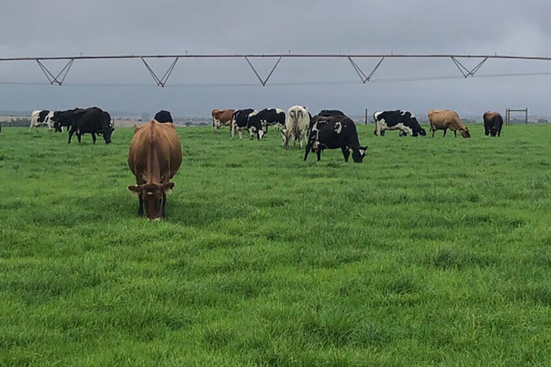 The Skimmelkrans Dairy Farm in South Africa is set to reach net-zero carbon emissions in 2023. Photo: Lizl Kuyler