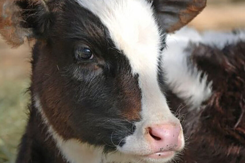 Past research has shown that perinatal calf mortality worldwide is between 2.4% and 9.7% with one UK paper estimating mortality to be 7.9% . Photo: Canva