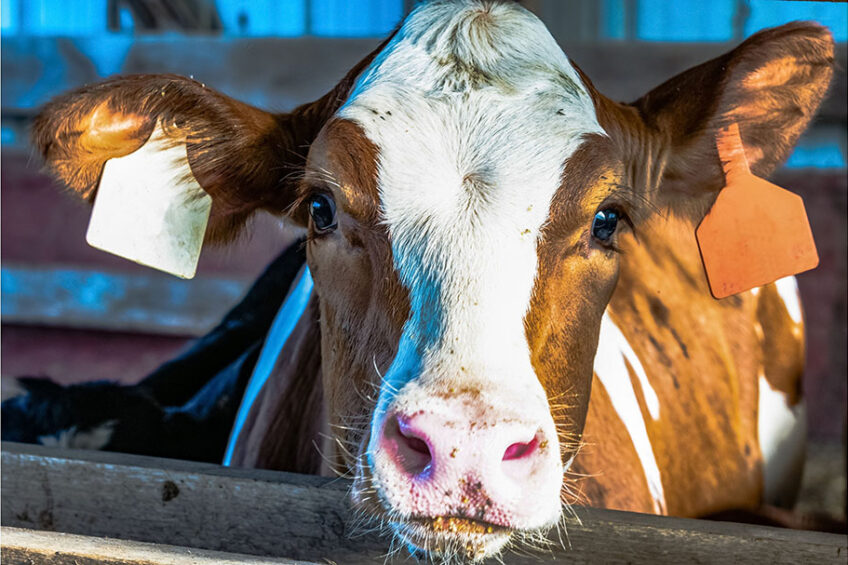 This study investigated whether training heifers on an AMS phantom provides the possibility of preparing heifers for the following lactation at the AMS. Photo: Canva