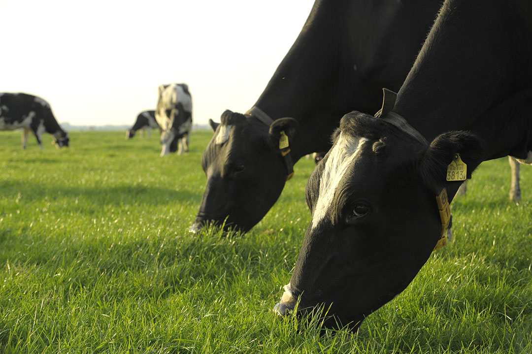 The nitrogen content of the urine is influenced by cattle diet, grazing management, environment and season. Photo: Fotopersbureau Dijkstra