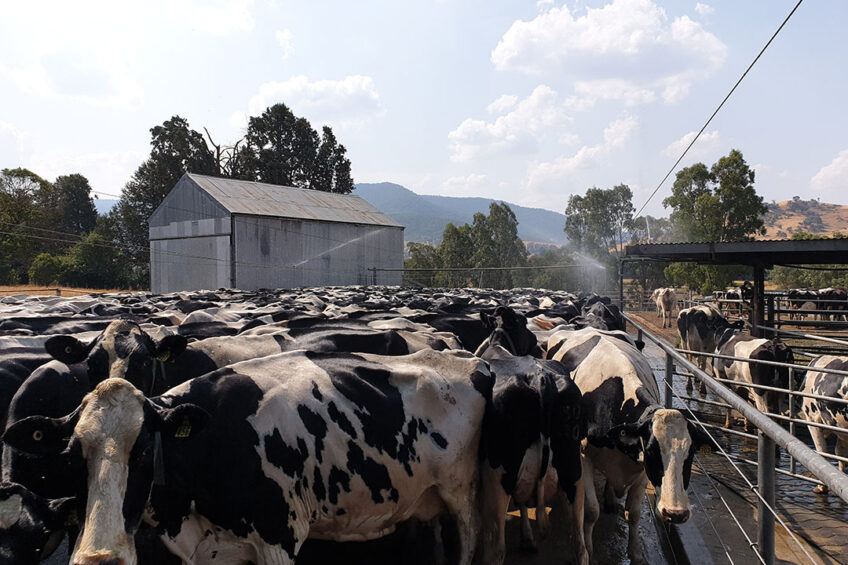 Methods that can identify heat tolerant dairy cows are of increasing interest to scientists and farmers. Photo: Scott McKillop