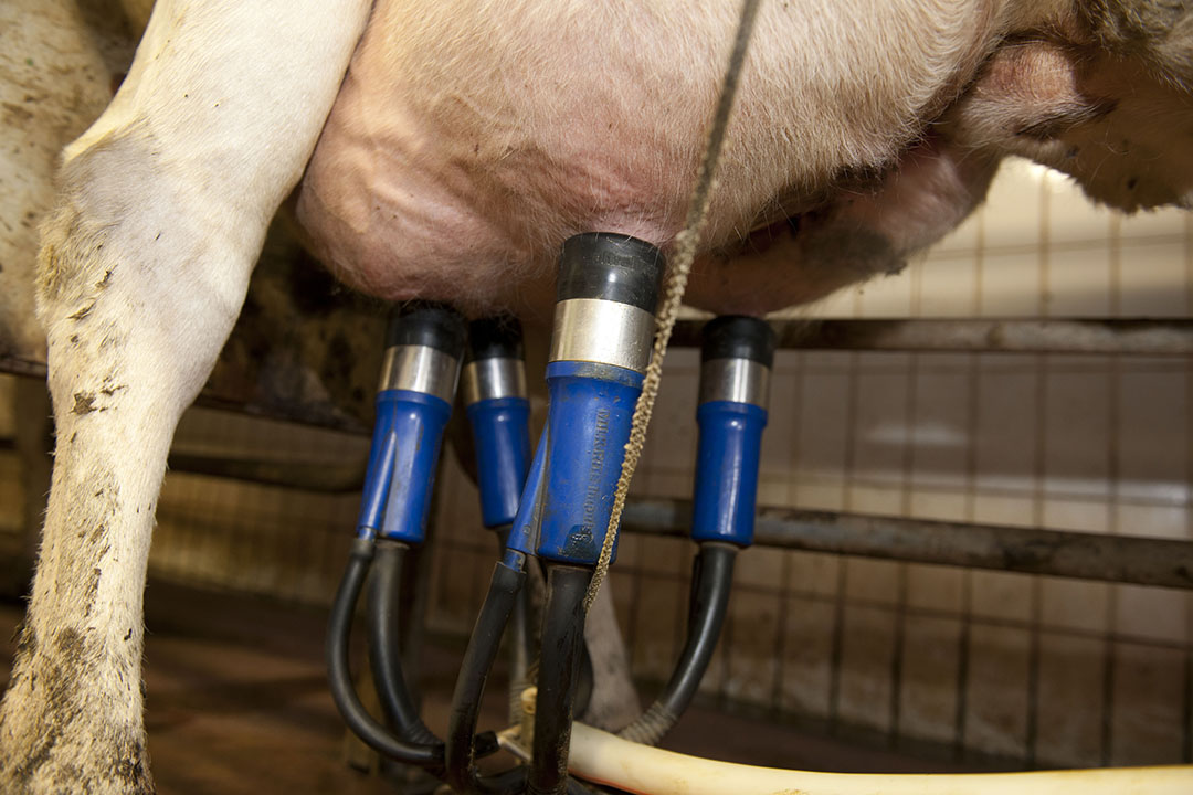 If a milking machine isn’t working properly, it can damage blood vessels in the udder and cause hyperkeratosis, which is a thickening of the skin at the teat end. Photo: Mark Pasveer