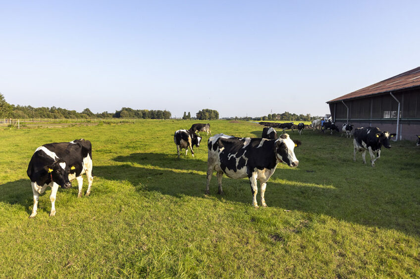 The UK nation all have their own support plans but Ministers expect the scheme in England to eventually entice 70% of farmers to cover the same percentage of land with ‘cover crops’, such as brassicas, beans and grasses to boost soil fertility. Photo: Roel Dijkstra