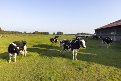 The money is designed to improve dairy farm efficiency and at the same time deliver environmental benefits.  Photo: Roel Dijkstra