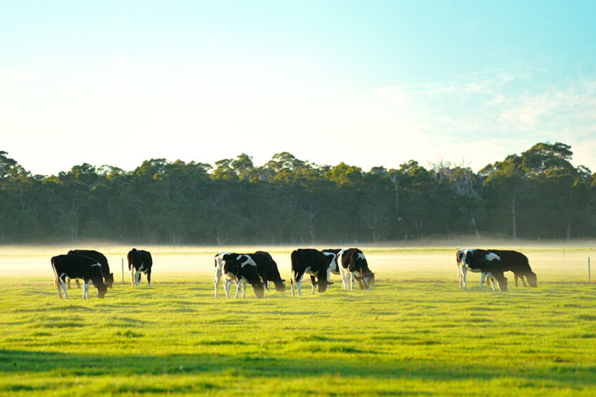 Virtual fencing/herding systems are based on avoidance learning using the cognitive activation theory of stress. Photo: Shutterstock