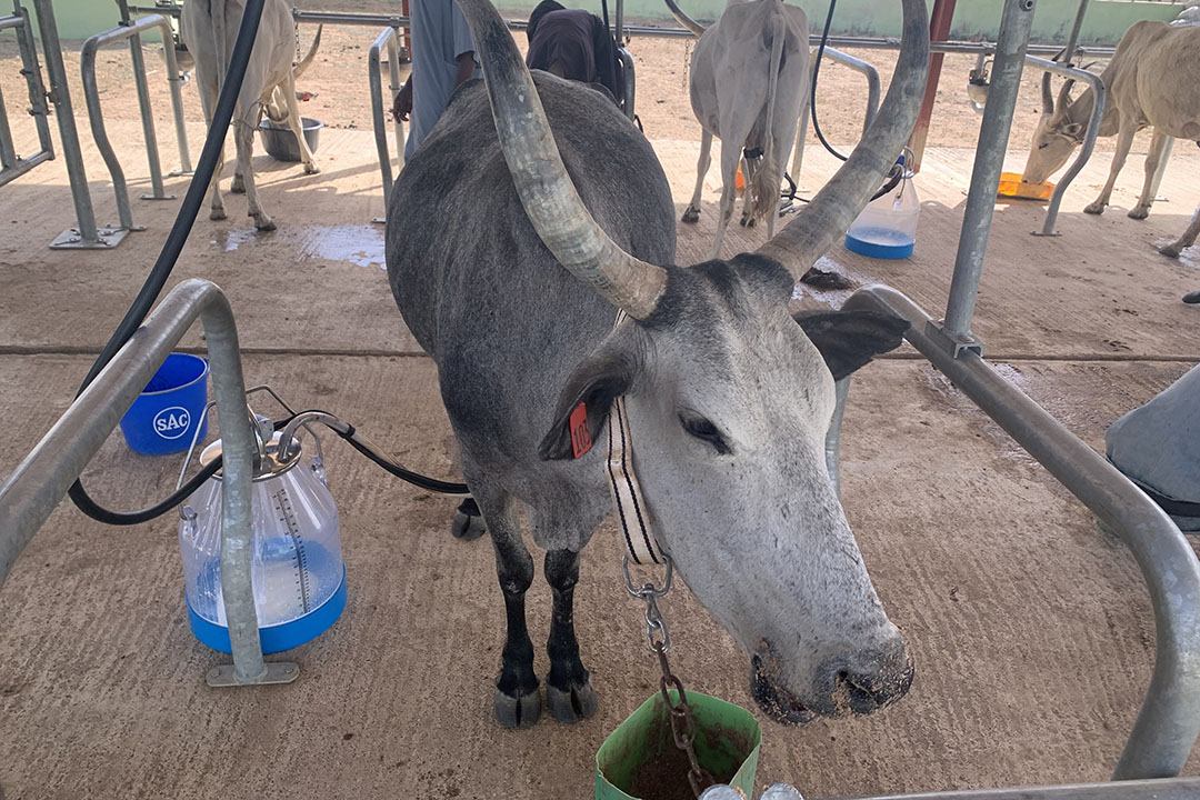 Arla milking parlour. Photo: Snorri Sigurdsson