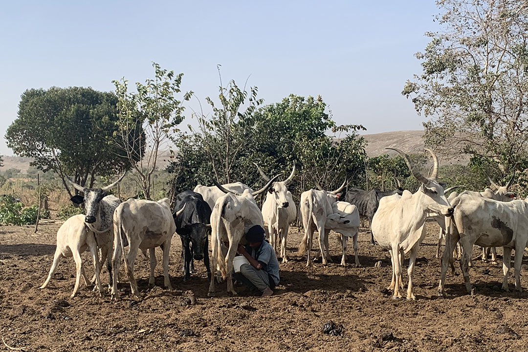 Milking by hand. Photo: Snorri Sigurdsson