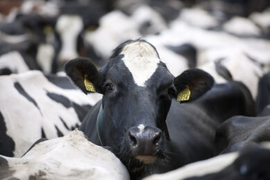 MD at Royal Association of British Dairy Farmers, Matt Knight, said he was sad the BBC had chosen to highlight one farm where “inexcusable abuse was witnessed, as this was not representative of our industry.” Photo: Mark Pasveer