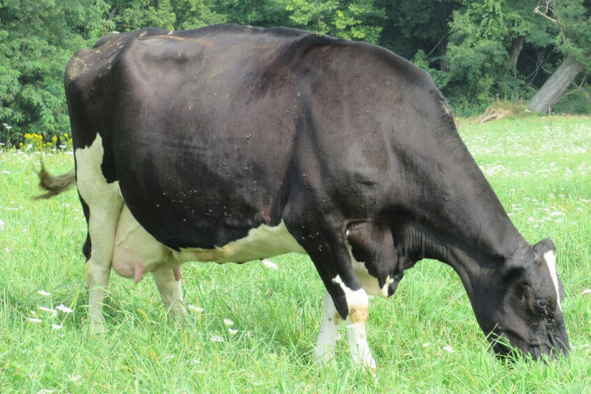 While cattle with predominantly white markings seem to be more resistant to horn flies, they are also are more susceptible to health problems such as sunburn and eye cancers. Photo: Bailey Basiel / Penn State