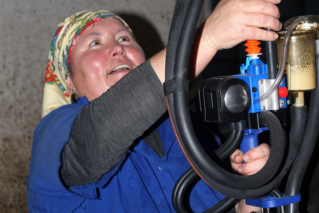 The cows are still being milked twice per day but the milk cannot be sent to the processor as Russian soldiers have occupied the nearby city of Kherson. Photo: Chris McCullough