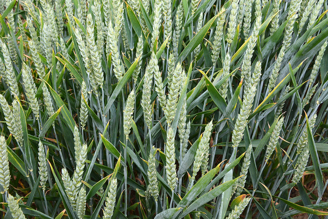 Although supply problems for wheat have not risen yet, prices have surged by over 55% since the war started. Photo: Chris McCullough