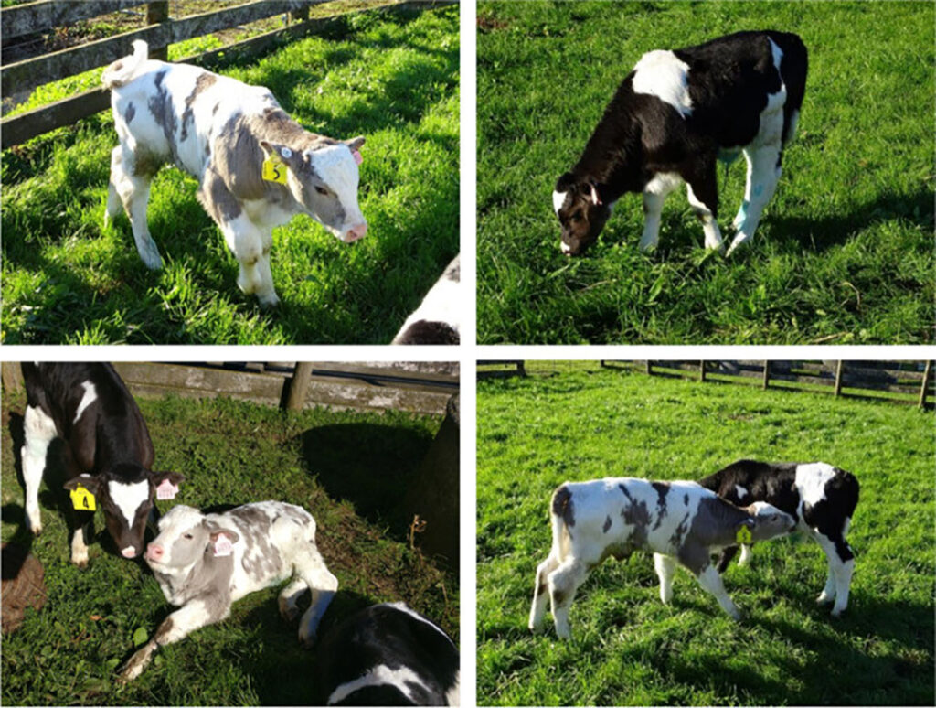 Shown are pictures of the PMEL mutant calf with non-edited control calves for direct comparison of coat colours and distribution of white and dark markings. Photo: Liable et al., 2021