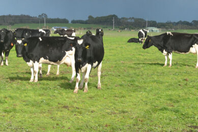 The current 2021-2022 forecasts of a dairy cattle herd of 2.3 million head and a milking herd of 1.4 million head would both equal the lowest points in at least the last 30 years. Photo: Rene Groeneveld