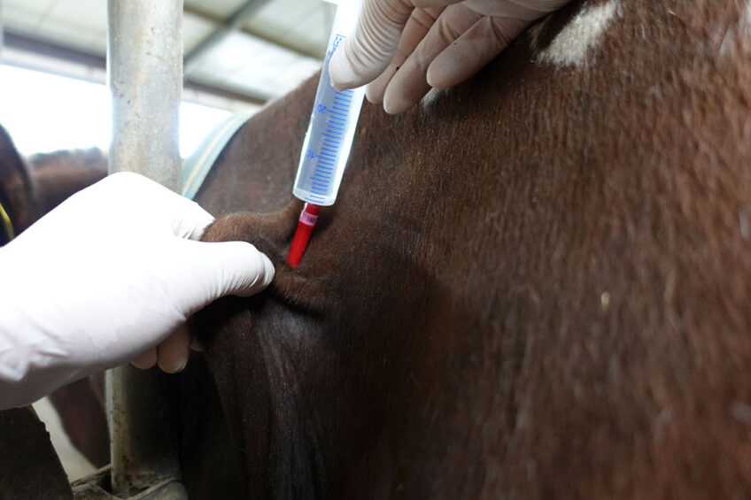 Environment Secretary, George Eustice said: “Too often farmers only call a vet when there is a crisis, but with an annual vet visits to develop better animal health plans, they will see both animal welfare and their farm profitability improve.” Photo: AV team Misset